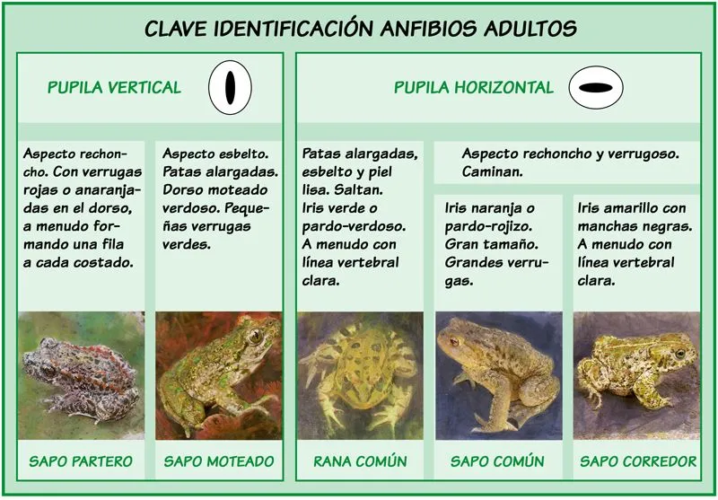 El sapo partero y claves de identificación de los anfibios del ... El sapo partero y claves de identificación de los anfibios del ...