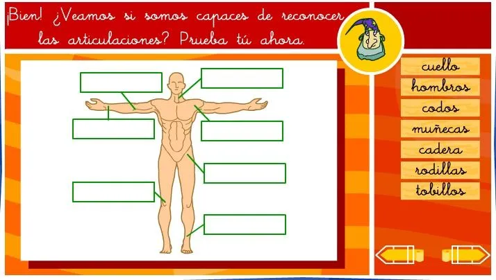 Nombre de las articulaciones del cuerpo humano dibujo - Imagui