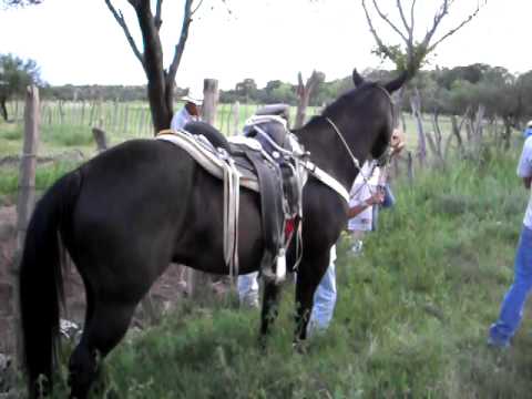 nombre de dios dgo carreras de cavallos - YouTube nombre de dios dgo carreras de cavallos - YouTube