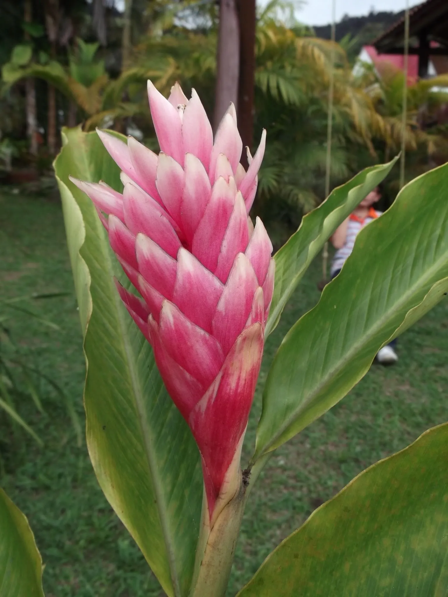 Nombre de flores exoticas - Imagui