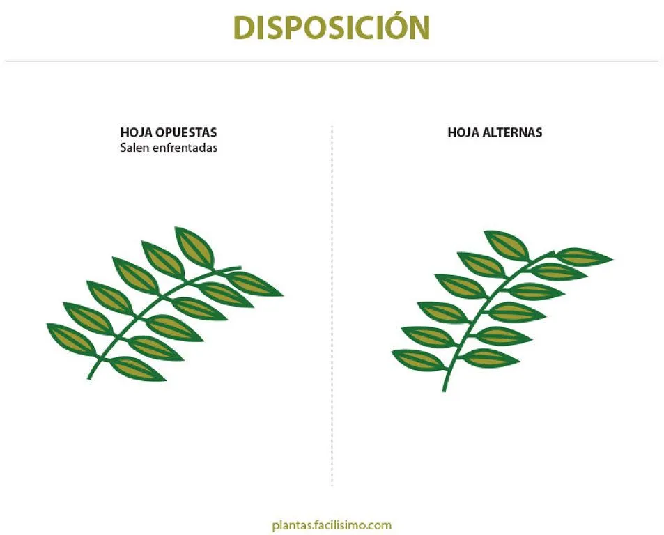 nombre de hojas acorazonadas | Cuidar de tus plantas es facilisimo. nombre de hojas acorazonadas | Cuidar de tus plantas es facilisimo.