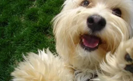 nombre de perros grandes y peludos