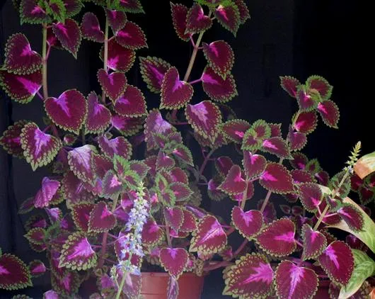 Plantas Fumables - Taringa!