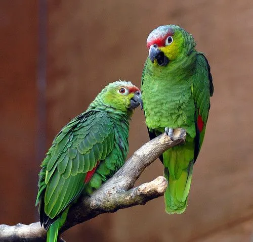 Un nombre nuevo para salvar a un loro ecuatoriano en riesgo de ...