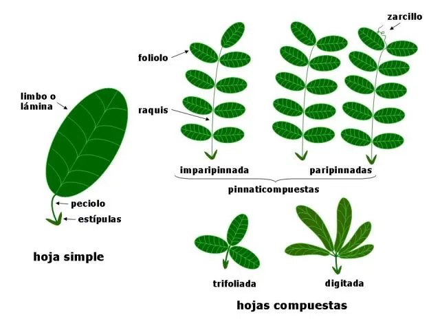 morfología de las hojas