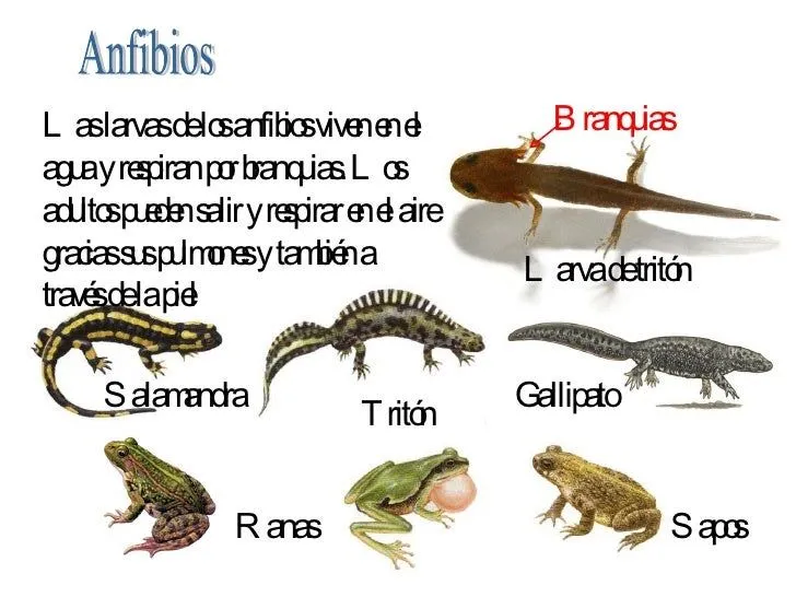 Nombre de los animales anfibios - Imagui