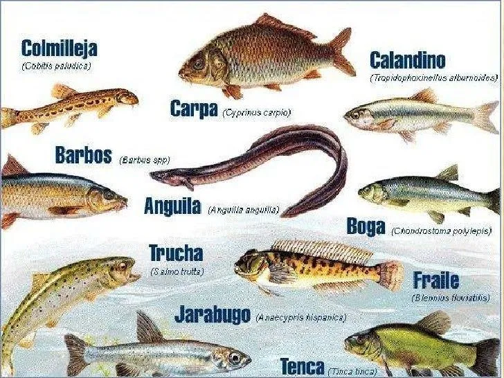 Nombres animales acuaticos - Imagui