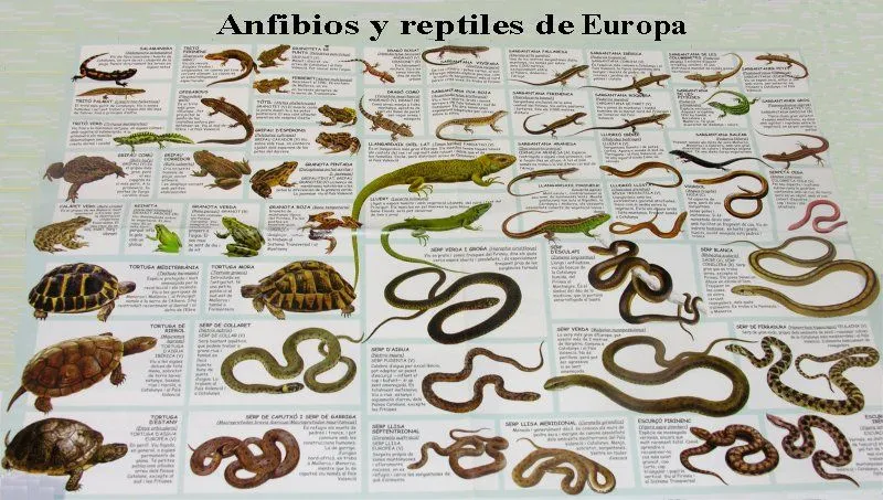 Estudios sobre los Anfibios y Reptiles