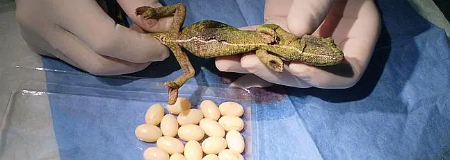 Nacen en el Zoo 29 camaleones por incubación artificial. La Voz ... Nacen en el Zoo 29 camaleones por incubación artificial. La Voz ...