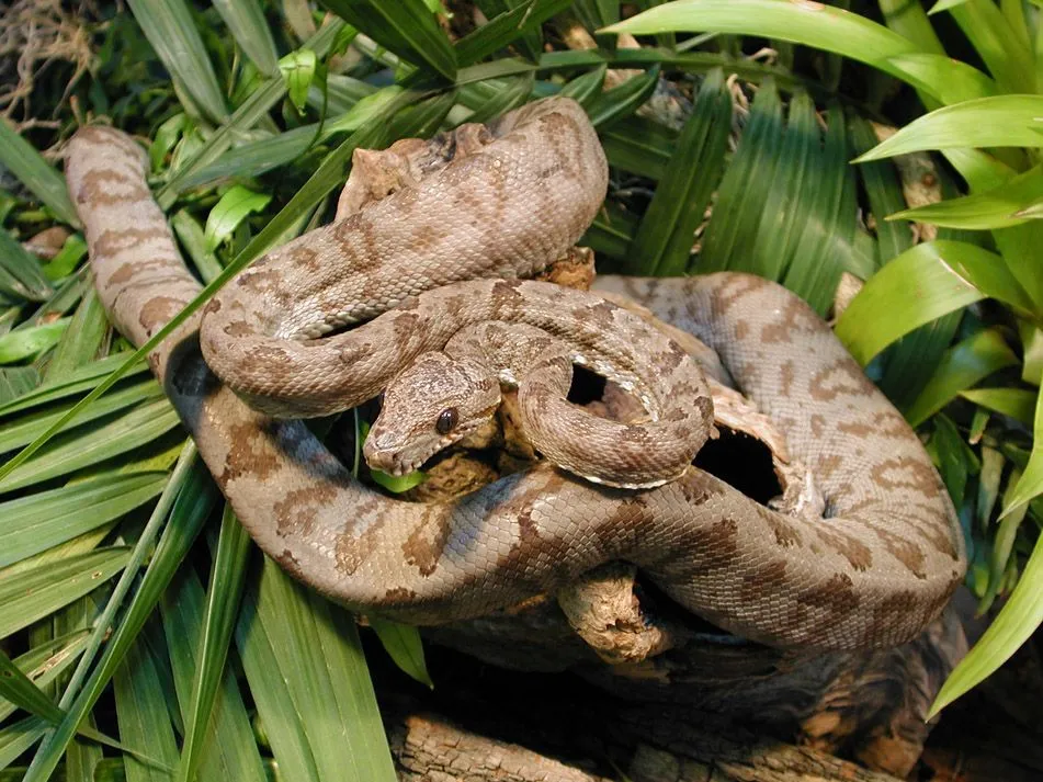 Nombres de animales que viven en la selva tropical - Imagui
