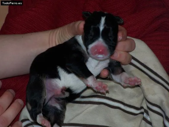 Bulldog inglés recien nacidos - Imagui