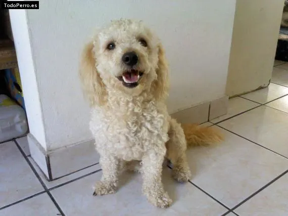 Nombres de Caniche o Poodle (pag. 1 de 90)