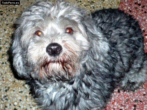 Nombres de Caniche o Poodle (pag. 1 de 90)