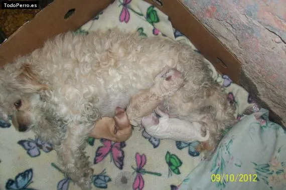 Nombres de Caniche o Poodle (pag. 2 de 90)