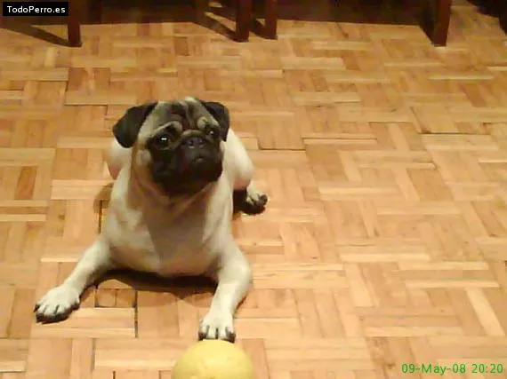 Nombres de Carlino o Pug machos (pag. 7 de 8) Nombres de Carlino o Pug machos (pag. 7 de 8)