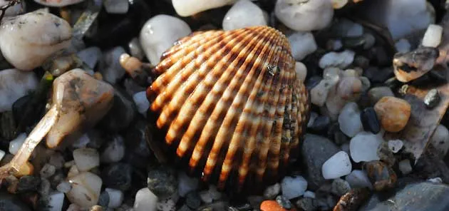 Fotos y nombres de conchas marinas - Imagui