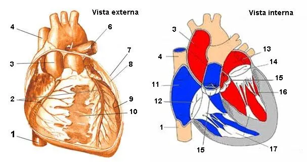 Nombres con corazón - Imagui