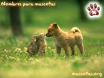 Nombres cortos para mascotas: letra M - Ocio