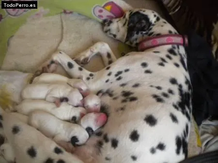 Perros dalmatas recien nacidos - Imagui