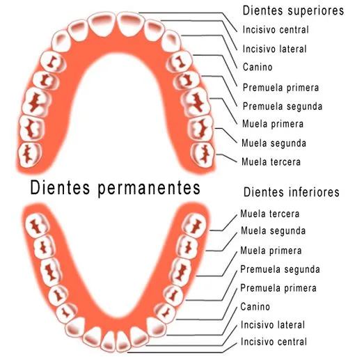 Dientes nombres} - Imagui