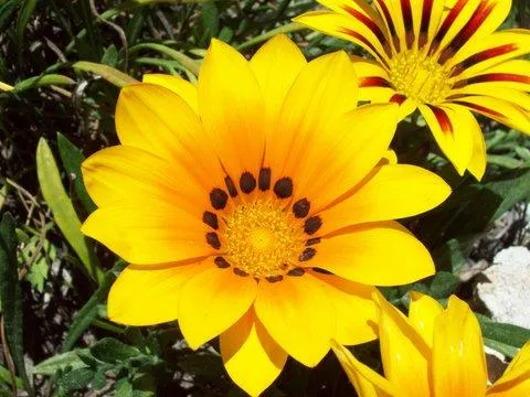 Nombres de flores amarillas con 7 letras - Imagui Nombres de flores amarillas con 7 letras - Imagui