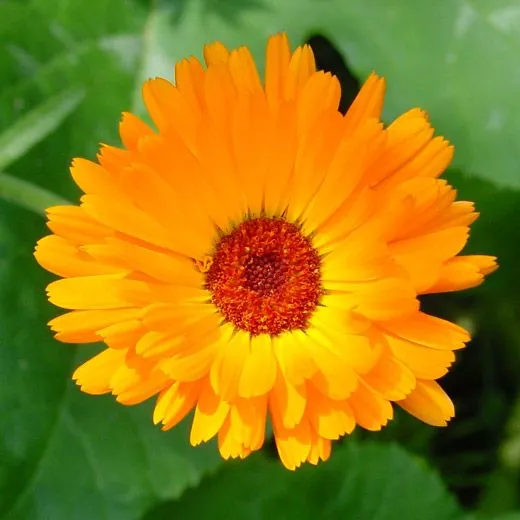 Nombres de Flores en Árabe