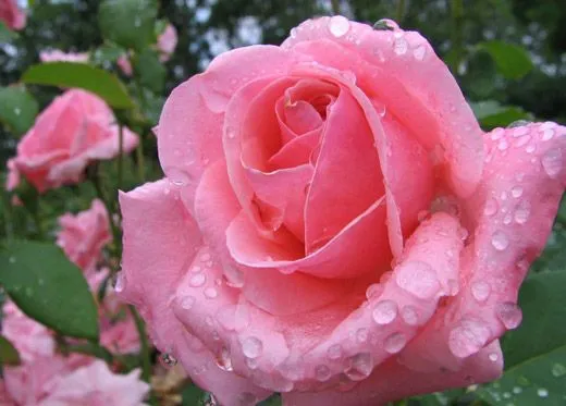 Nombres de Flores en Árabe