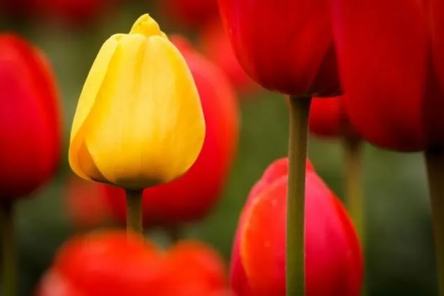 Flores nombres y fotos - Imagui
