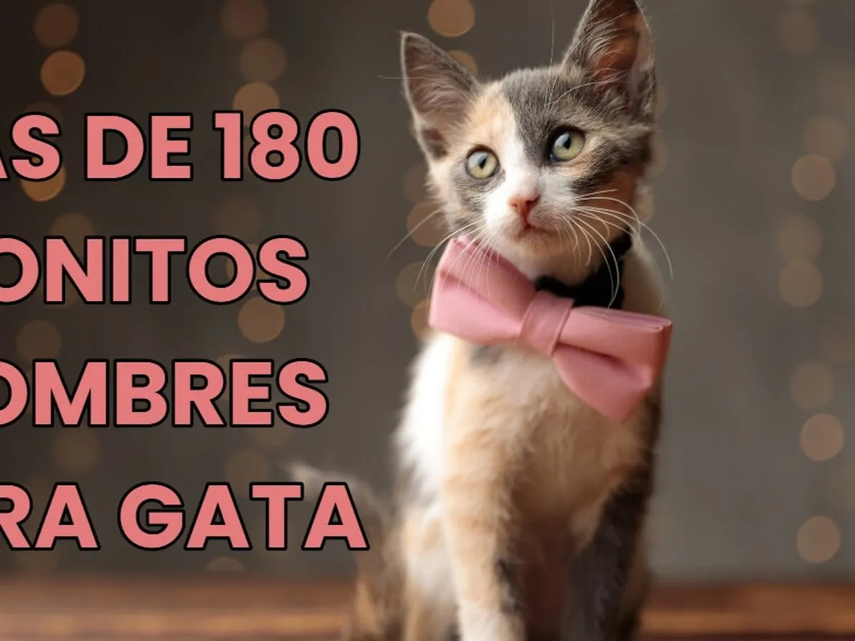 Nombres para gatas bonitos y originales