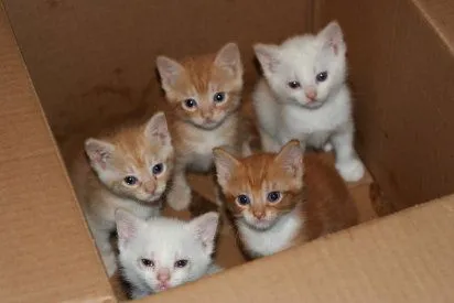 nombres para gatas | Cuidar de tu gato es facilisimo.com nombres para gatas | Cuidar de tu gato es facilisimo.com