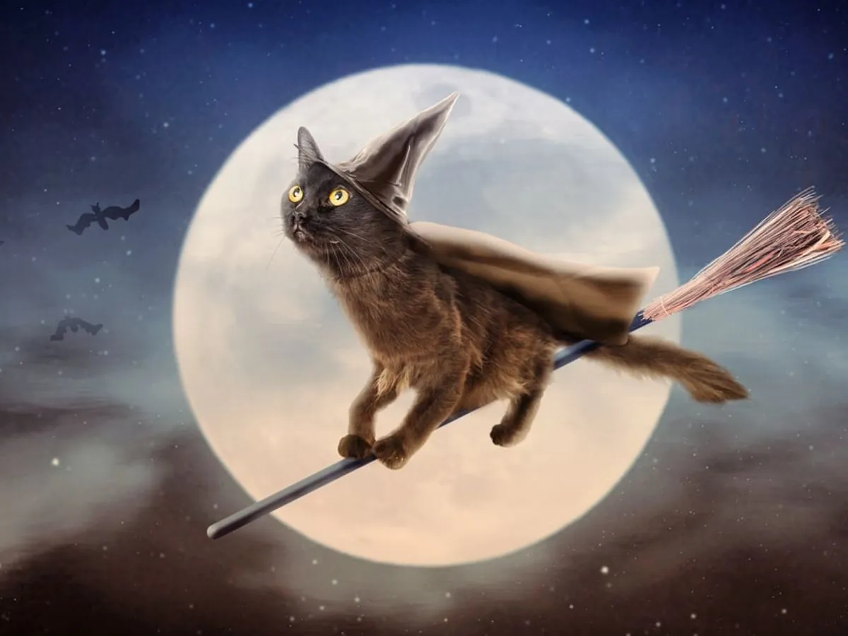 Nombres de gatos de brujas: la lista de tu infancia Nombres de gatos de brujas: la lista de tu infancia