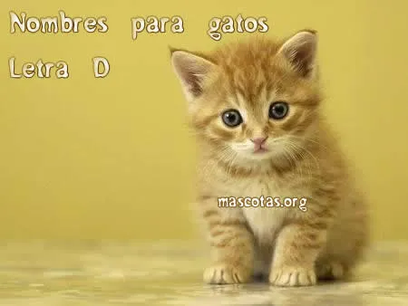 Nombres de gatos: letra D - Ocio