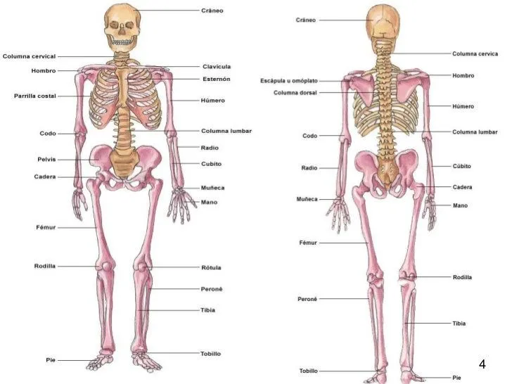 Nombres de los huesos del cuerpo humano - Imagui