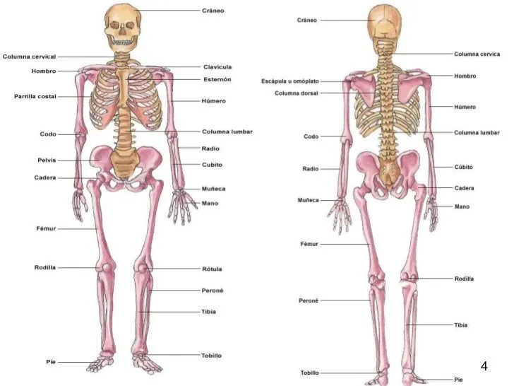 Nombres de los huesos del cuerpo humano - Imagui Nombres de los huesos del cuerpo humano - Imagui