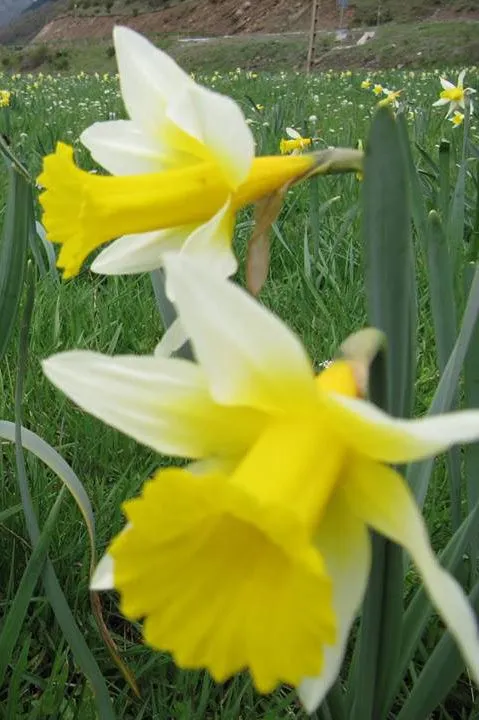 LOS NOMBRES DEL «NARCISO» EN LA MONTAÑA DE RIAÑO: DIVERSIDAD Y ...