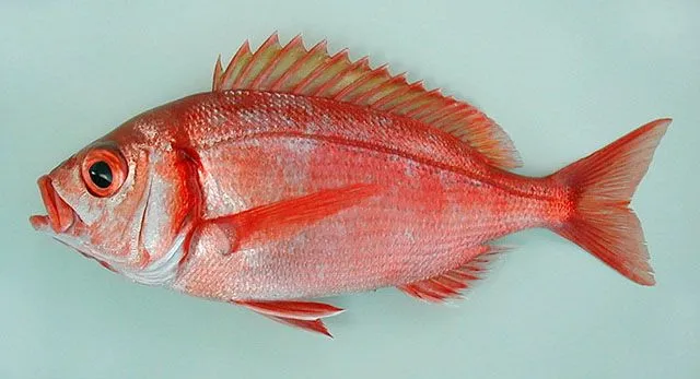 Nombres de peces con escamas - Imagui