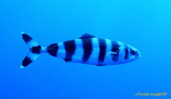 Nombres de peses - Imagui