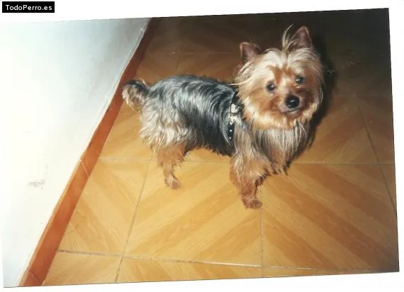 Nombres para perro que empiezan por a