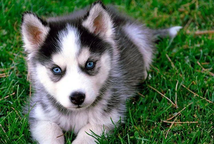 Nombres de perro con la letra Y | Nombres para perros