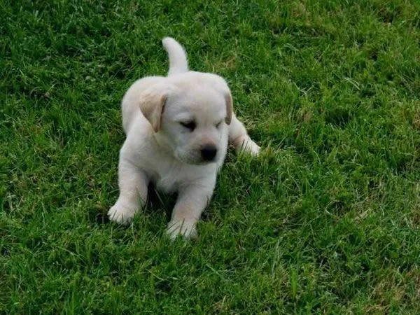Nombres de perros