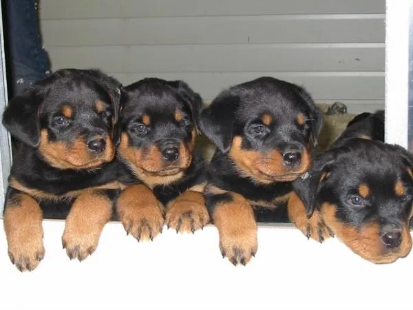 Nombres para Perros Caracteristicas de los perros Rottweiler ...