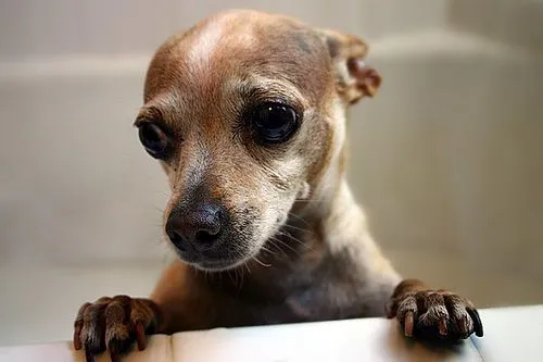 Nombres para perros chihuahuas - Ocio