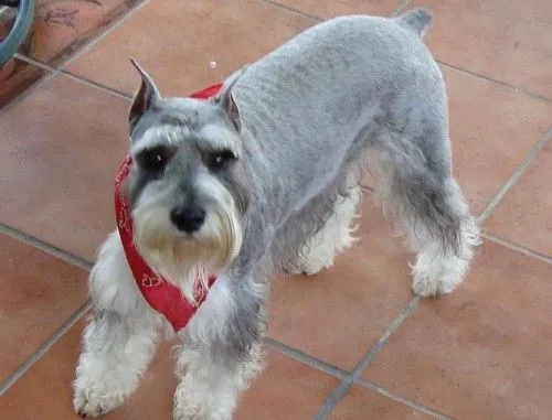 Nombres para Perros Schnauzer Archives - Nombres para Perros