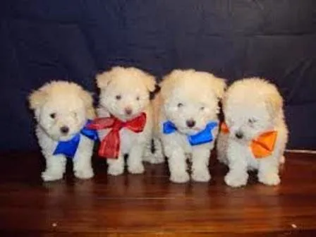 Nombres para perros french poodle macho o hembra | Educa a tu ... Nombres para perros french poodle macho o hembra | Educa a tu ...