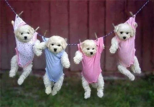Nombres para perros french poodle macho o hembra - Super 4 Patas Nombres para perros french poodle macho o hembra - Super 4 Patas