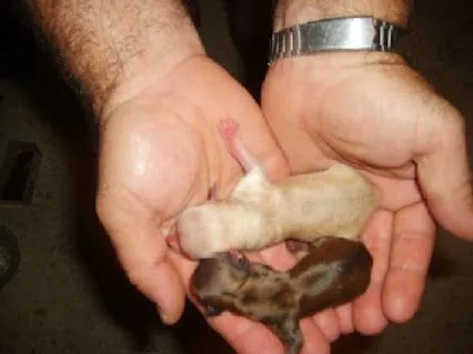 Nombres para perros - Google+