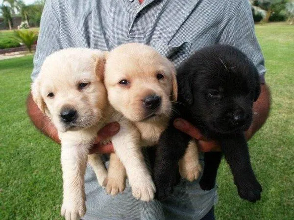 Nombres para Perros El Labrador Retriever, la raza de perros ... Nombres para Perros El Labrador Retriever, la raza de perros ...