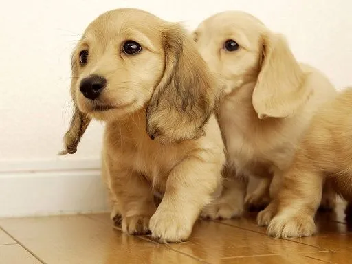 Nombres para Perros » Nombres para Perros