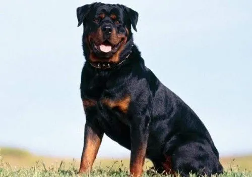 Nombres para Perros Razas de perros Archives - Página 2 de 7 ...