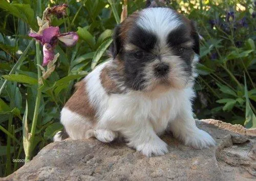 Nombres para Perros El Shih Tzu, una de las razas mas antiguas de ...